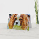 Search for cavalier king charles spaniel birthday cards Dog