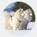 Search for samoyed stuff stickers Puppies