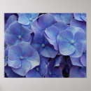 Search for hydrangea photo posters Purple