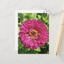 Search for zinnia flower postcards Pink