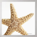 Search for ocean creatures posters Sealife