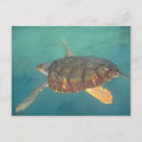 Search for torro Sea animal