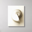 Search for nautilus seashell posters Seashore
