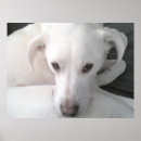 Search for mixed breed posters Cute
