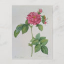 Search for 1817 postcards Pierre