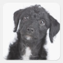 Search for cute camera stickers Black and white