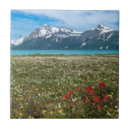 Search for alaska tiles Jaynes gallery
