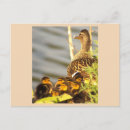 Search for duckling postcards Bird watching