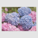 Search for blue hydrangea tissue paper Pink