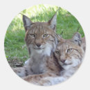 Search for pair stickers Cat