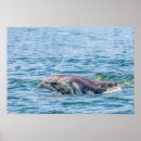 Search for love dolphins posters Animal