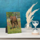 Search for field plaques Farm