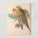 Search for vintage bird illustration postcards Nature