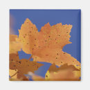 Search for maple leaf magnets Autumn
