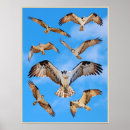 Search for osprey posters Birds