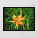 Search for daylily postcards Floral