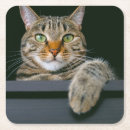 Search for tabby cat coasters Kitten