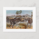 Search for zebra postcards Watercolor