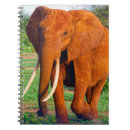 Search for elephant notebooks Wildlife