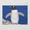Search for kevin postcards Animal