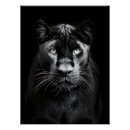 Search for animal black panther art Nature