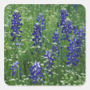Search for texas bluebonnet stickers Nature
