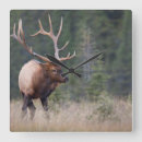 Search for elk clocks Animal