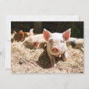 Search for piglets cards Farm