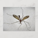 Search for flying insect postcards Entomology