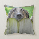 Search for german shepherd cushions Cute