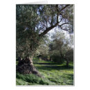 Search for olive tree cards Greece