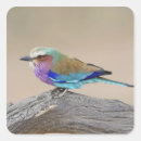 Search for travel around the world stickers Bird watching