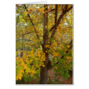 Search for florida fall Leaves