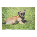 Search for chihuahua pillowcases Pet