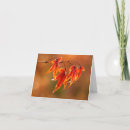 Search for red maple cards Nature