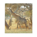 Search for camelopardalis cards invites Giraffa camelopardalis tippelskirchi