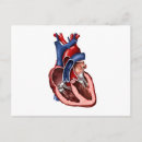 Search for muscles postcards Blue
