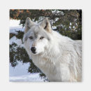 Search for wolf face photography Animal