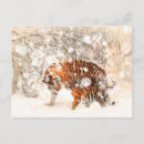 Search for snow tiger postcards Winter