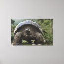 Search for tortoise canvas prints Reptile