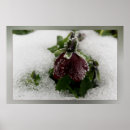 Search for pansies posters White