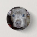 Search for bull badges Dog