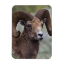 Search for ken magnets Wildlife