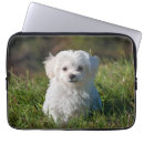 Search for maltipoo electronics Pet