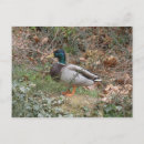 Search for waterfowl postcards Park