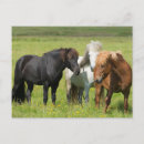 Search for ranching postcards Horse