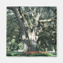 Search for weep magnets Willow