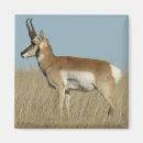 Search for antelope magnets Antilocapra americana