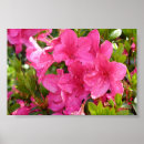 Search for rhododendron posters Pink