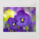 Search for pansy flower postcards Nature